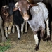 goat_giza_cai_v_0043_egy1146.jpg